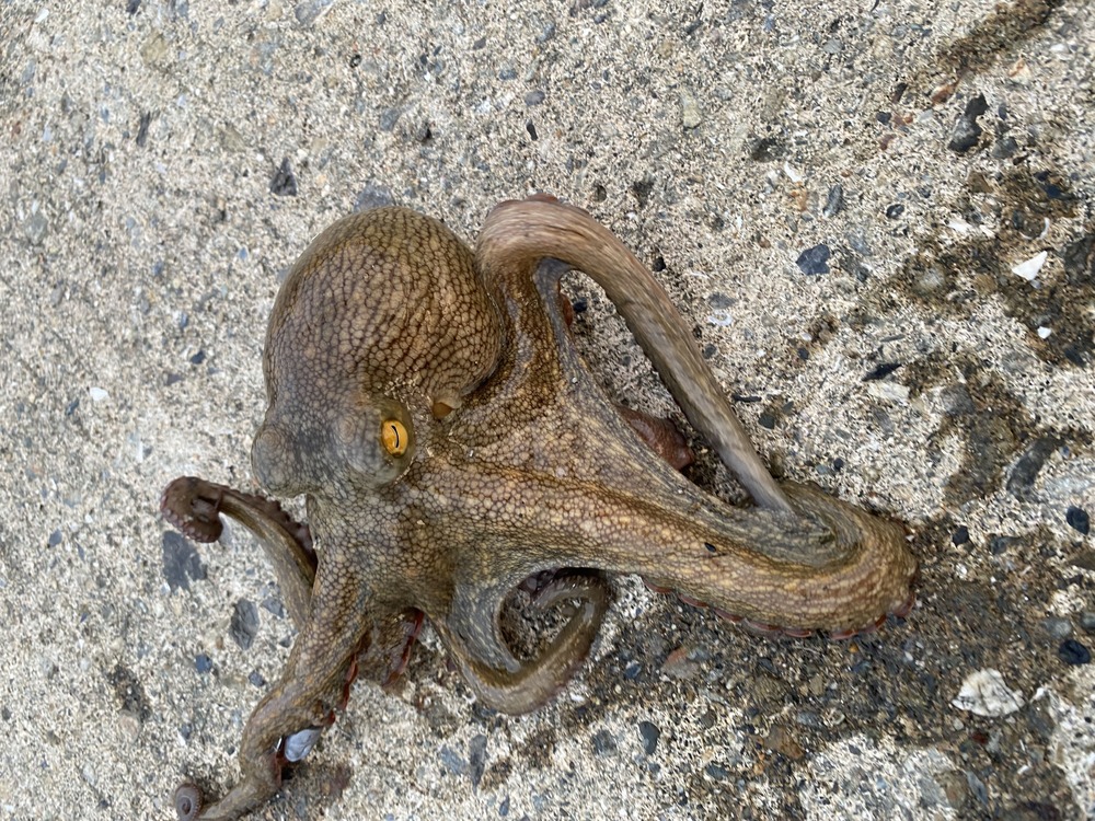 初めてのタコ釣り。ザリガニワームに掛かった。